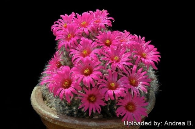  If grown correctly, it will recompense the grower with generous displays of  amazing flowers.